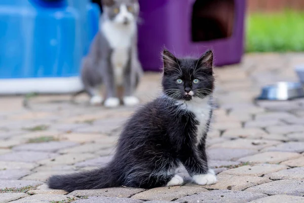 Week Old Kittens Eat Meals Clean Themselves Afterwards Urban Environment — Fotografia de Stock