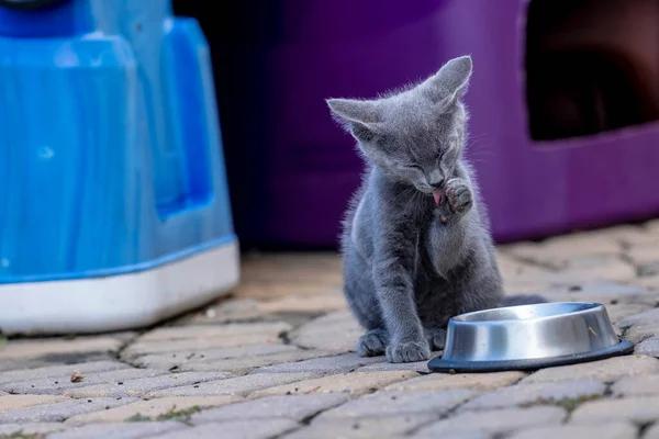Week Old Kittens Eat Meals Clean Themselves Afterwards Urban Environment — Stock Photo, Image
