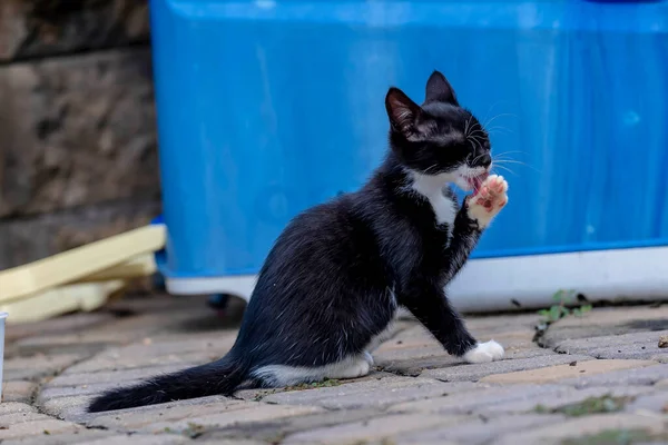 Week Old Kittens Eat Meals Clean Themselves Afterwards Urban Environment — Stockfoto
