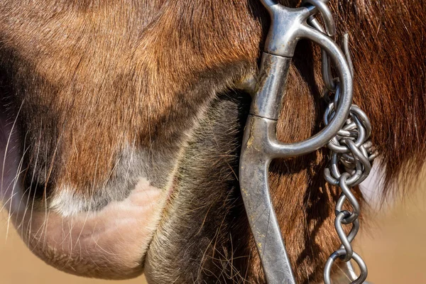 Detailní Pohled Koně Jeho Nářadí Farmě Před Jízdou — Stock fotografie