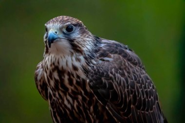 Saker Şahini (Falco cherrug) büyük bir şahin türüdür. Bu tür Orta Avrupa 'dan Palearktik' ten Mançurya 'ya kadar doğuya doğru çoğalır..