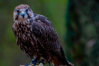 Saker Şahini (Falco cherrug) büyük bir şahin türüdür. Bu tür Orta Avrupa 'dan Palearktik' ten Mançurya 'ya kadar doğuya doğru çoğalır..