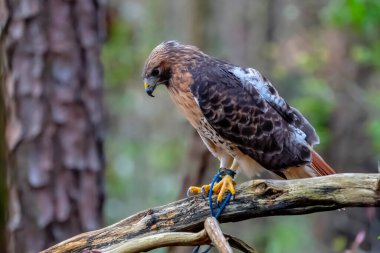 The red-tailed hawk (Buteo jamaicensis) is a bird of prey that breeds throughout most of North America, from the interior of Alaska and northern Canada to as far south as Panama and the West Indies.