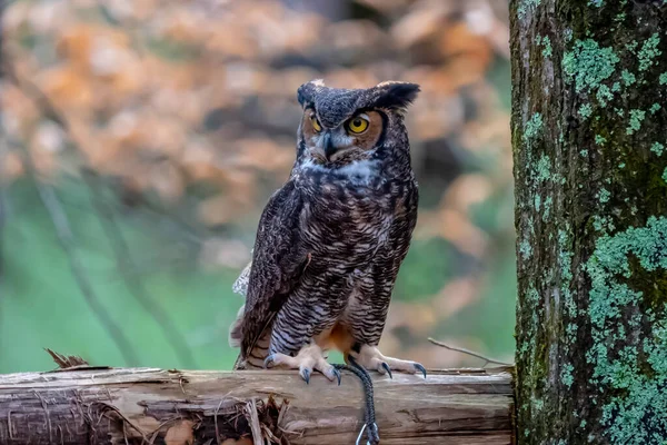 The great horned owl (Bubo virginianus), also known as the tiger owl, or the hoot owl, is a large owl native to the Americas.