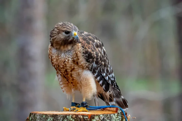 The red-shouldered hawk (Buteo lineatus) is a medium-sized buteo.