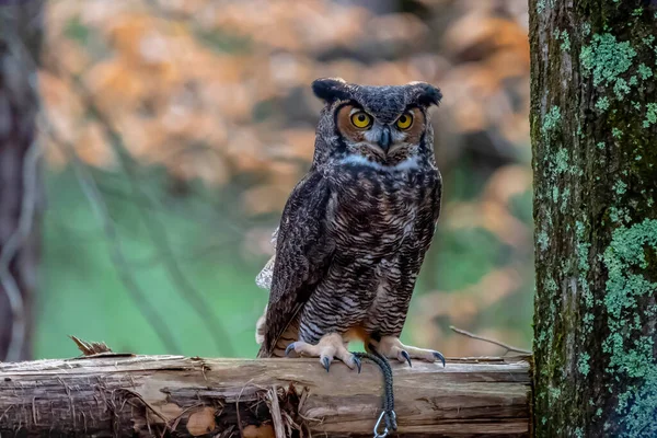 The great horned owl (Bubo virginianus), also known as the tiger owl, or the hoot owl, is a large owl native to the Americas.