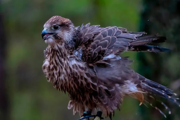 Falco Cherrug 是一种大型猎鹰 该物种从欧洲中部向东跨越古北向东北至满洲里 — 图库照片