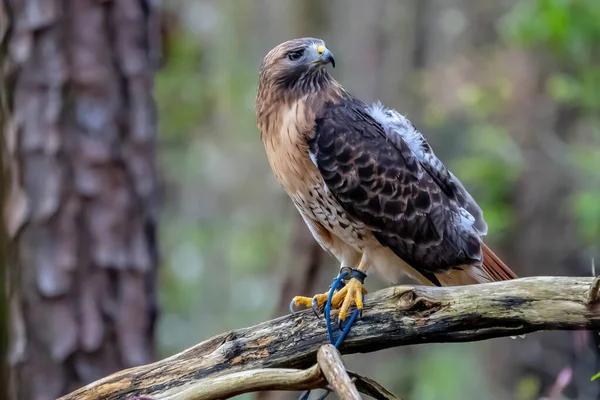 Red Tailed Hawk Buteo Jamaicensis Bird Prey Breeds Throughout Most — Stock Photo, Image