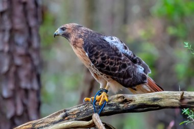 The red-tailed hawk (Buteo jamaicensis) is a bird of prey that breeds throughout most of North America, from the interior of Alaska and northern Canada to as far south as Panama and the West Indies.