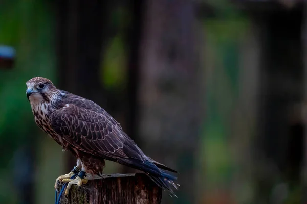 Γεράκι Falco Cherrug Είναι Ένα Μεγάλο Είδος Γερακιού Αυτό Είδος — Φωτογραφία Αρχείου
