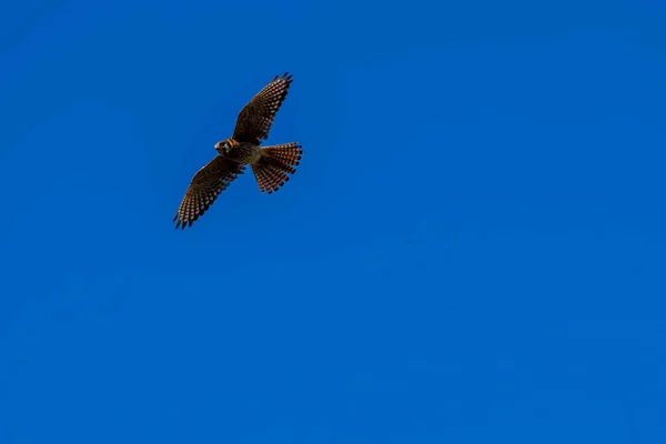 赤い尾の鷹は 輝く青い空に対して朝の日差しの中で獲物を探します — ストック写真