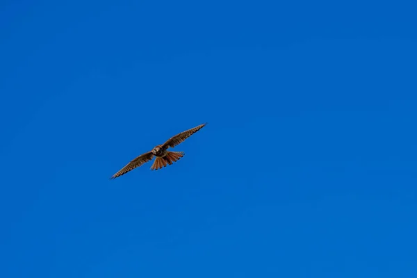 一只红尾鹰在清晨的阳光下 在灿烂的蓝天下寻找猎物 — 图库照片