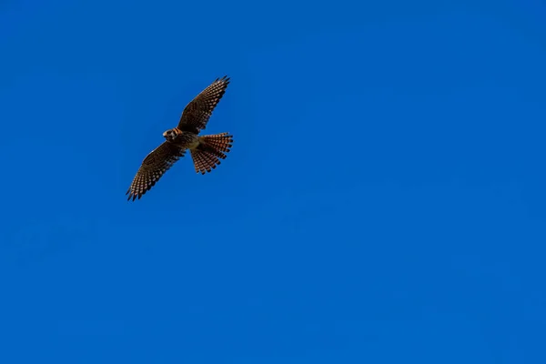 赤い尾の鷹は 輝く青い空に対して朝の日差しの中で獲物を探します — ストック写真