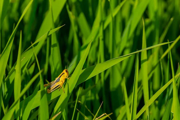 在一个美丽的夏日 蚱蜢在沼泽地里晒着自己 — 图库照片