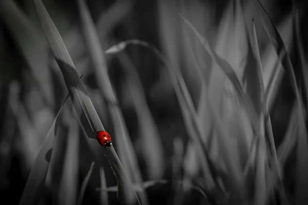 Ein Marienkäfer Sonnt Sich Einem Schönen Sommertag Einem Sumpf — Stockfoto