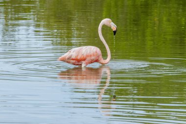 Meksika mı? Celestun Biyosfer Rezervi. Amerikan flamingo sürüsü (Phoenicopterus ruber, Karayip flamingosu olarak da bilinir) sığ sularda beslenir.