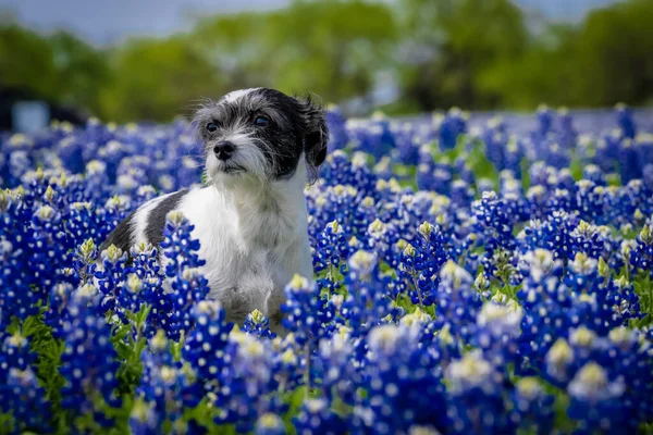 stock image A beautiful pet enjoys a field of Bluebonnet flowers on a spring day