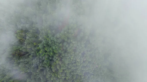 晨雾弥漫在俄勒冈州的森林里 — 图库照片