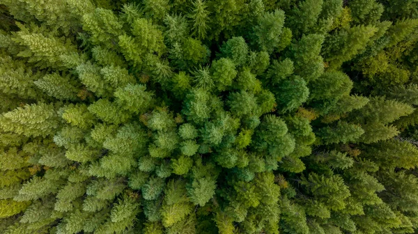 Morgennebel Wälzt Sich Über Den Wald Von Oregon — Stockfoto