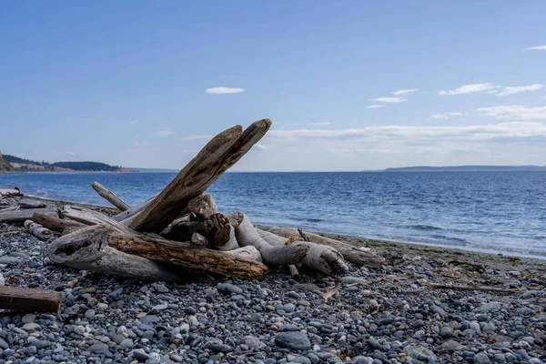 Große Stücke Treibholz Sitzen Einem Schönen Sommertag Einem Strand Der — Stockfoto