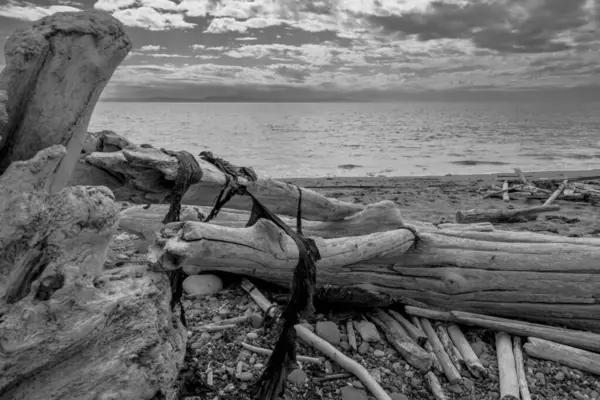 Large Pieces Driftwood Sit Beach Oregon Coastline Beautiful Summers Day — Stock Photo, Image