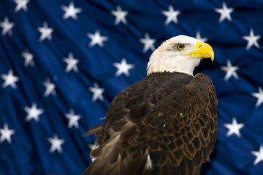 Görkemli kel kartal, Amerikan bayrağının arka planına vurgulanmış kraliyet varlığı, özgürlük ve güç ruhunu somutlaştırıyor..