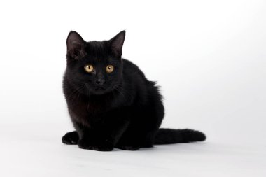 Gece yarısı kadar karanlık kürkü olan sevimli siyah bir kedi yavrusu odanın her tarafına saldırıyor ve muhteşem bir manzara yaratıyor.. 