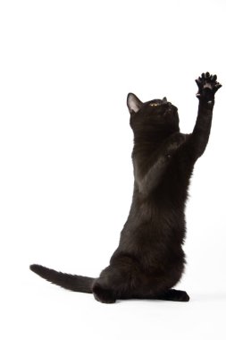 Gece yarısı kadar karanlık kürkü olan sevimli siyah bir kedi yavrusu odanın her tarafına saldırıyor ve muhteşem bir manzara yaratıyor.. 