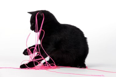 Gece yarısı kadar karanlık kürkü olan sevimli siyah bir kedi yavrusu odanın her tarafına saldırıyor ve muhteşem bir manzara yaratıyor.. 