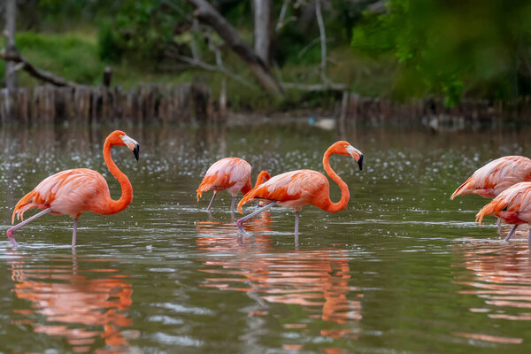 At dawn in San Crisanto, Yucatan, Mexico, a vibrant flock of pink flamingos gracefully forages for food, casting a stunning spectacle against the tranquil waters.