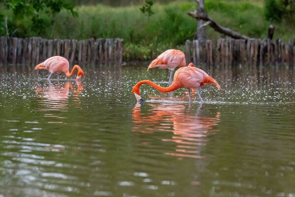 At dawn in San Crisanto, Yucatan, Mexico, a vibrant flock of pink flamingos gracefully forages for food, casting a stunning spectacle against the tranquil waters.