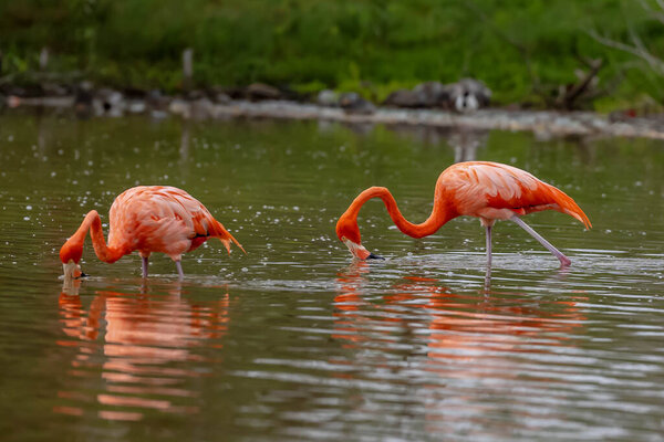 At dawn in San Crisanto, Yucatan, Mexico, a vibrant flock of pink flamingos gracefully forages for food, casting a stunning spectacle against the tranquil waters.