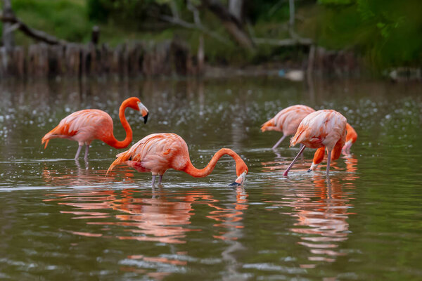 At dawn in San Crisanto, Yucatan, Mexico, a vibrant flock of pink flamingos gracefully forages for food, casting a stunning spectacle against the tranquil waters.