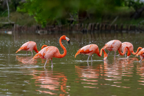 At dawn in San Crisanto, Yucatan, Mexico, a vibrant flock of pink flamingos gracefully forages for food, casting a stunning spectacle against the tranquil waters.