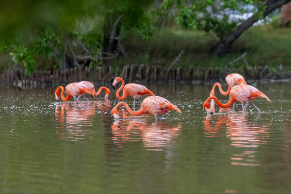 At dawn in San Crisanto, Yucatan, Mexico, a vibrant flock of pink flamingos gracefully forages for food, casting a stunning spectacle against the tranquil waters.