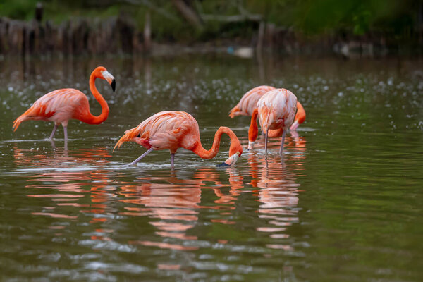 At dawn in San Crisanto, Yucatan, Mexico, a vibrant flock of pink flamingos gracefully forages for food, casting a stunning spectacle against the tranquil waters.