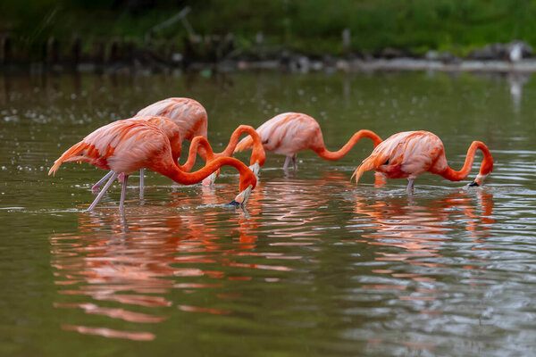 At dawn in San Crisanto, Yucatan, Mexico, a vibrant flock of pink flamingos gracefully forages for food, casting a stunning spectacle against the tranquil waters.