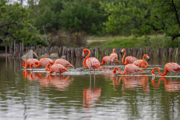 At dawn in San Crisanto, Yucatan, Mexico, a vibrant flock of pink flamingos gracefully forages for food, casting a stunning spectacle against the tranquil waters.