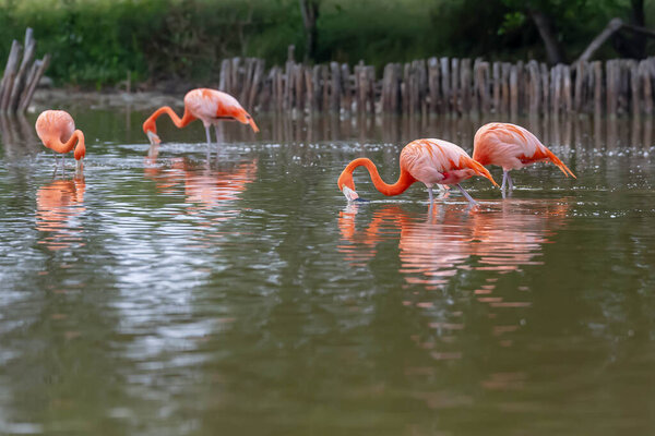At dawn in San Crisanto, Yucatan, Mexico, a vibrant flock of pink flamingos gracefully forages for food, casting a stunning spectacle against the tranquil waters.