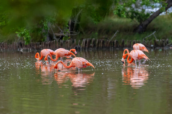 At dawn in San Crisanto, Yucatan, Mexico, a vibrant flock of pink flamingos gracefully forages for food, casting a stunning spectacle against the tranquil waters.