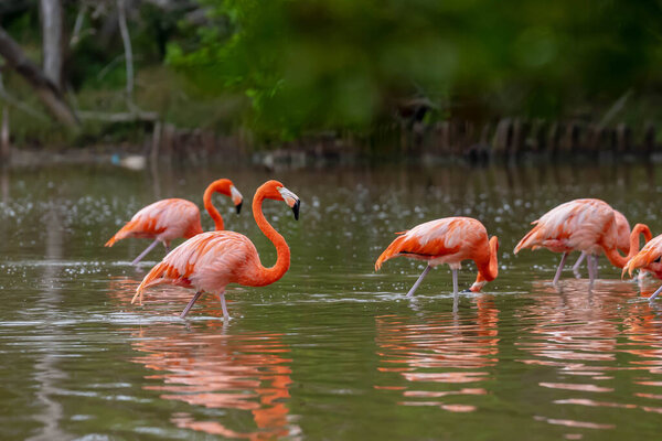 At dawn in San Crisanto, Yucatan, Mexico, a vibrant flock of pink flamingos gracefully forages for food, casting a stunning spectacle against the tranquil waters.