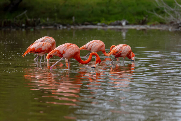 At dawn in San Crisanto, Yucatan, Mexico, a vibrant flock of pink flamingos gracefully forages for food, casting a stunning spectacle against the tranquil waters.