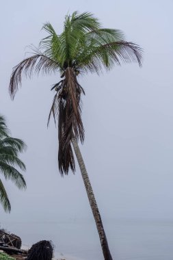 Sis, Yucatan Yarımadası 'nı sararken, kıyı şeridi boyunca yalnız bir hindistan cevizi ağacı duruyor, ürkütücü ve sakin bir atmosfer yaratıyor, görünürde kimse yok..