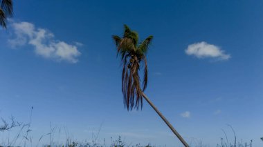 Karayip cenneti açılır: Turkuaz sular, gök mavisi ve sallanan palmiyeler el değmemiş sahil sahnesi boyunca nefes kesici bir sahil manzarası yaratır..