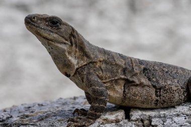 Meksika, Yucatan 'daki Maya harabelerinin tepesinde güneşlenen iguana. Parlayan pullar Mayıs güneşini emer; antik taşlar onun sessiz görkemini yankılar. Doğa ve tarih ışıl ışıl bir manzarayla sarmalanmış.