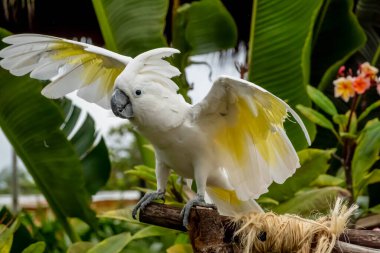 Canlı bir papağan turistlerin gözlerini kamaştırarak Karayip alışverişine renk katıyor. Tatilciler tatillerinde yerel mağazaları keşfederken hareketli bir sahne başlıyor.