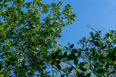 Güneş, Yucatan 'ın mangrov bataklığının üzerinde batarken bulutsuz bir günde pitoresk bir gökyüzü beliriyor ve doğanın huzurlu tuvalinin üzerine büyüleyici renkler döküyor..