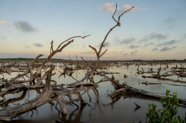 Güneş, Yucatan 'ın mangrov bataklığının üzerinde batarken bulutsuz bir günde pitoresk bir gökyüzü beliriyor ve doğanın huzurlu tuvalinin üzerine büyüleyici renkler döküyor..