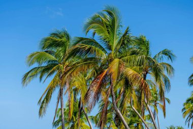 Spectacular Yucatan Vista: Azure and emerald waters blend as coconut trees sway in the Caribbean trade winds, creating a breathtaking tropical panorama. clipart