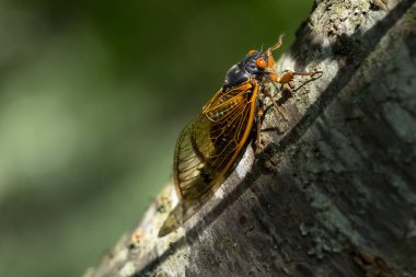 17 yıllık ağustos böceği, Magicicada cassini, her 17 yılda bir Kuzey Amerika 'da çok sayıda olarak ortaya çıkar ve çoğu zaman kur yapma süreçlerini büyük ekranlarda senkronize eder. 1852 'de tanımlandı, John Cassin' den sonra isimlendirildi..